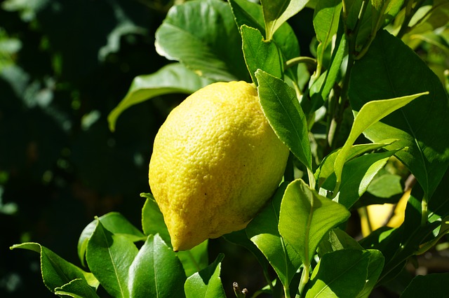 limón murciano